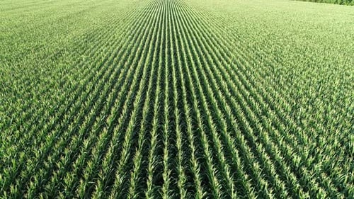 Aerial View of Green Cornfield in Countryside