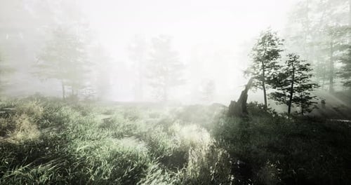 Misty Forest Landscape with Tall Trees and Soft Sunlight at Dawn