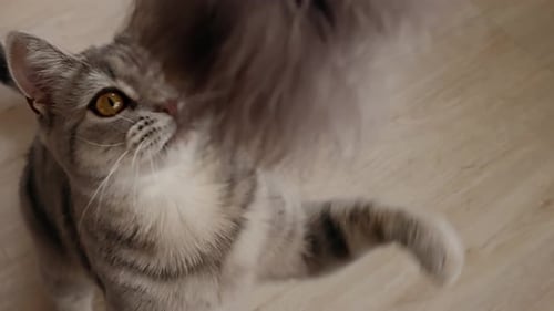 Striped Cat Plays with Fluffy Toy Indoors