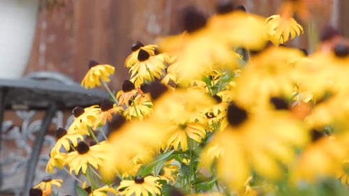 Bright yellow flowers in a garden, with 2 focus pulls for transitions.