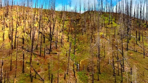 Approaching the steep mountain covered with dry burnt dead broken pine trees.