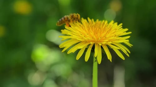 Bee Landing on a Yellow Dandelion Flower