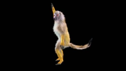77 Monkey Dancing HD