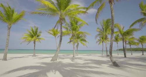 Palm Trees Along Beautiful Tropical Beach Beach