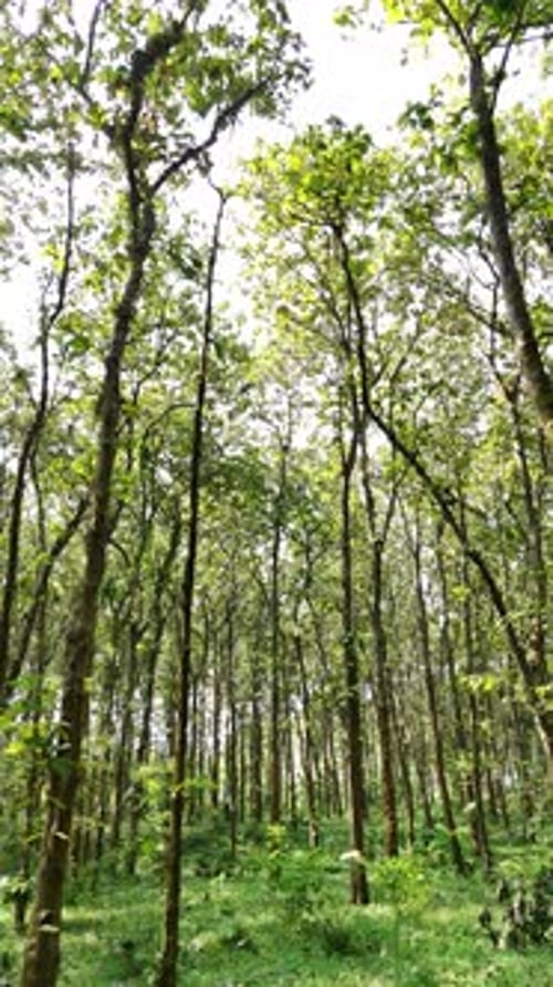 Green forest tree with warm sun light