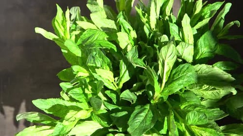 Mint Green Leaves Bouquet
