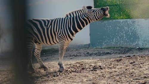 Zebra in Zoo Enclosure Showing Teeth and Lifting Head