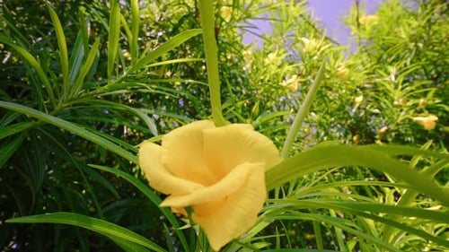 Fleur de laurier-rose jaune poussant parmi les feuilles vertes