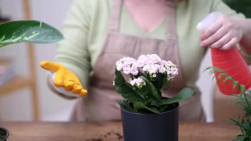 Woman Watering Potted Plant Kalanchoe with Spray Bottle Home Garden Taking Care of Home Plants