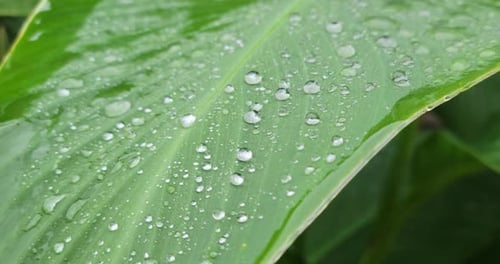 Raindrops on a large leaf outside. Rain falls on a closeup macro shot of pure water drops. Shot in 4