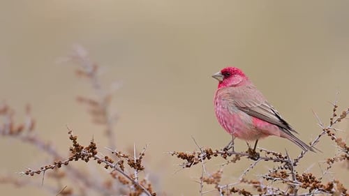 Grand Rosefinch Carpodacus rubicilla, oiseau sur perchoir