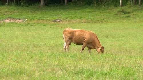 Brown cow grazing in the field. Dairy cattle grazing Dairy cow eat grass. Farm cattle grazing in the