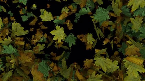 Dynamic Full Screen Animated Autumn Leaves Transition Diagonal Wipe