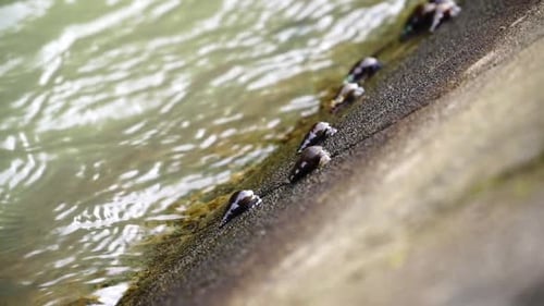 Slow motion video of river snails on the river wall. It clinging and moving on the river wall - Subu