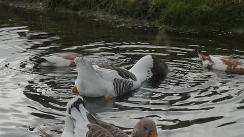 Graceful geese swim in a tranquil pond. Perfect for wildlife documentaries and relaxation videos.