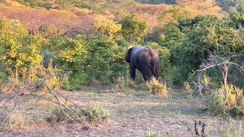 An African elephant walking through the safari in the early evening as the sun is setting.