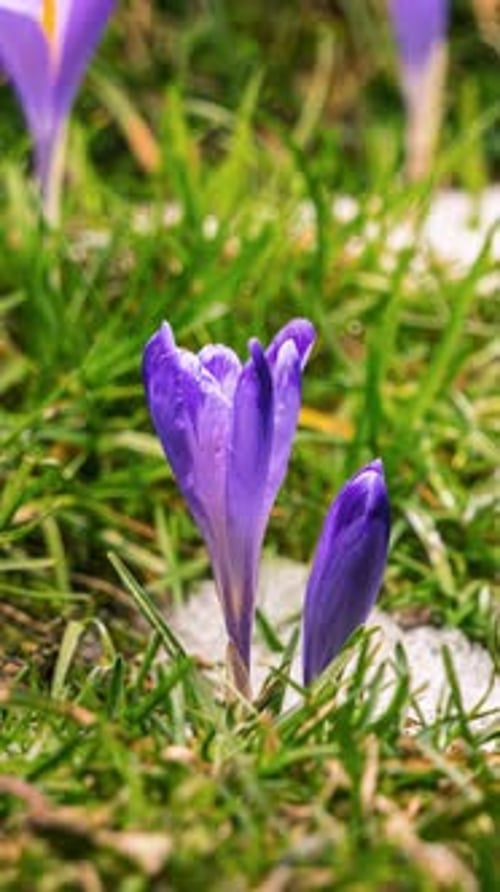 Snow Melting Fast in Spring Nature and Crocus Flower Blooming in Green Meadow Time Lapse Vertical