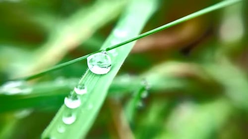 Frische grüne Blätter, an denen Tau haftet, geeignet für den Hintergrund