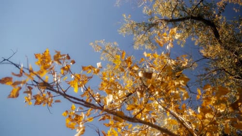 Golden Autumn Leaves Against Blue Sky