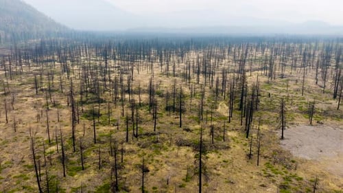 Wildfire Damage Seen Through Drone Aerial View