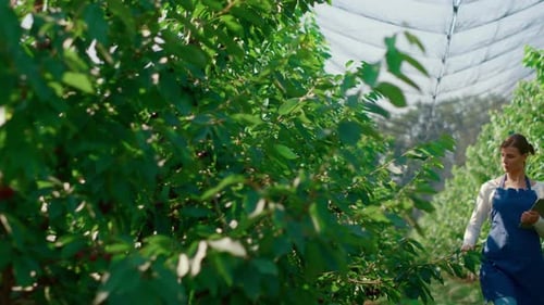 Woman farmer inspecting plant quality with tablet in sunny greenhouse farm