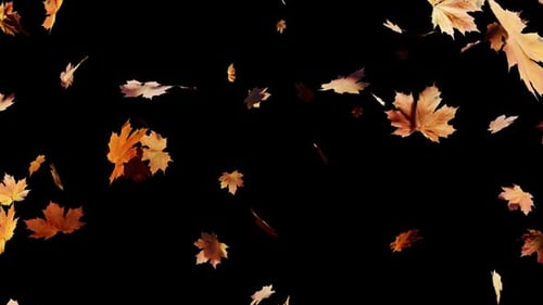 Realistic Falling Autumn Maple Leaves Overlay