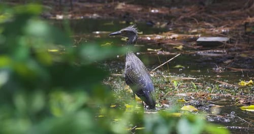 A solitary heron stands in the shallows of a muddy pond, surrounded by foliage and golden reflection