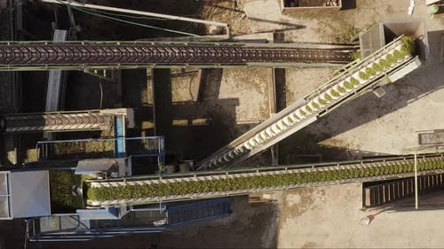 Aceitunas frescas cosechadas transportadas en largas cintas transportadoras en una fábrica de prensa