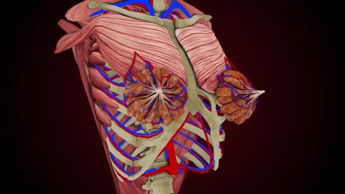 Detailed Female Chest Anatomy with Breast and Circulatory System