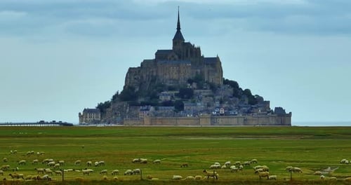 Aerial View of Mont Saint Michel A Large Flock of Sheep Grazing Against the Backdrop of Mont Saint