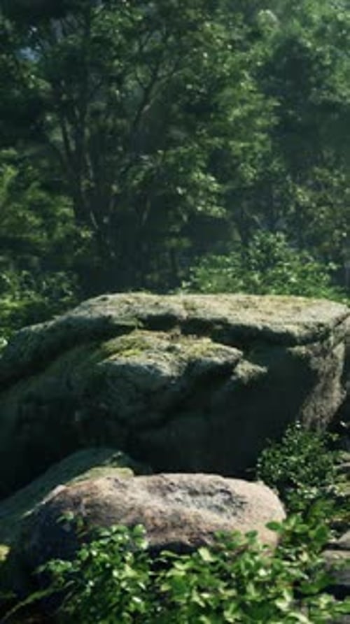 A Large Rock in the Middle of a Forest
