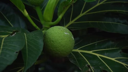 Brotfrucht (Artocarpus altilis) ist eine blühende Baumart aus der Familie der Maulbeer- und Jackfruchtgewächse