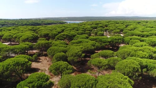 Fresh Green Forest Aerial View
