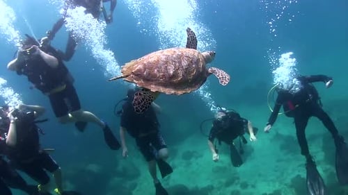Majestic Sea Turtle Swimming with Scuba Divers