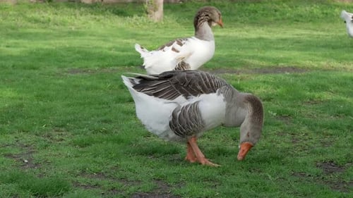Gray Beautiful Geese in a Pasture in the Countryside Walk on the Green Grass