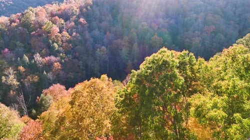 Aerial View of Lush Forest with Colorful Canopies in Autumn Woods on Sunny Day