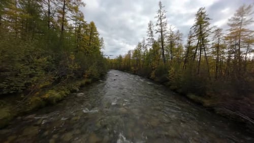 Experience the beauty of autumn as a drone glides over a winding river, surrounded by tall trees ado