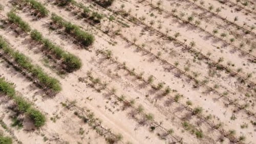Olive Farm aerial view in Spain