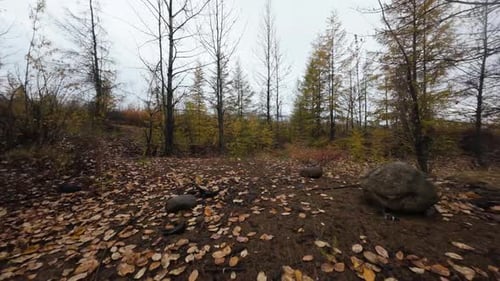 Witness the serene beauty of a forest in autumn, where golden leaves blanket the ground and trees st