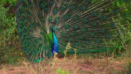 Peacock Displays Feathers in Lush Tropical Nature