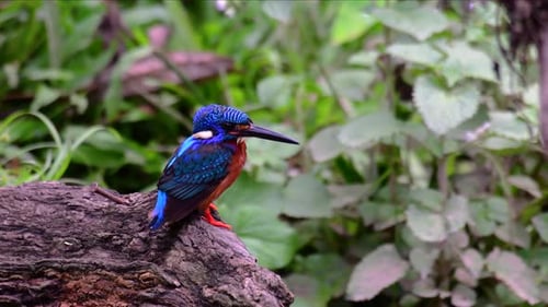 Le martin-pêcheur à oreilles bleues est un petit martin-pêcheur que l'on trouve en Thaïlande et que l'on recherche sur la photographie d'oiseaux