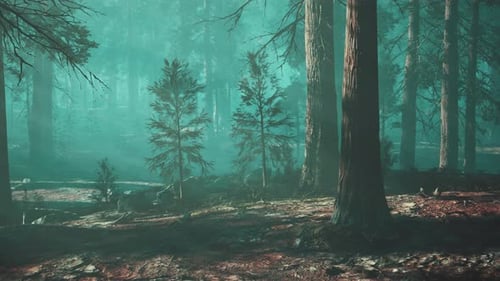 Towering Trees in Dense Forest