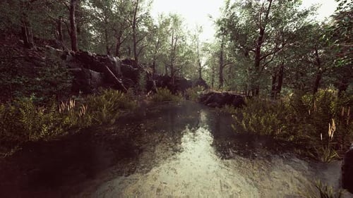 Small Pond in the Forest with Moss Covered Rocks