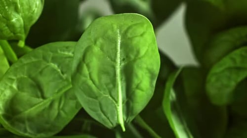 Spinach Leaves Fly Up and Fall Down Filmed on a Highspeed Camera at 1000 Fps