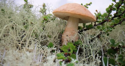 Beautiful boletus edulis mushroom in arctic tundra moss. White mushroom in Beautiful Nature Norway
