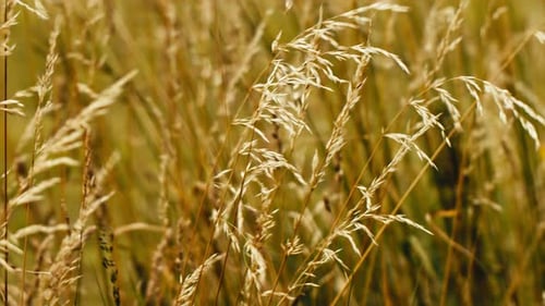 Close-up footage of golden dry grass gently swaying in the wind. Captures the beauty of nature. Perf