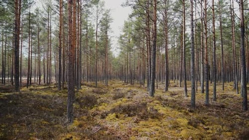 Walk in a clear Pine tree Forest layed with Moss.