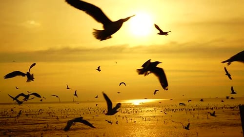 Las gaviotas superlentas vuelan hermosas puestas de sol a plena puesta de sol, cielo, playa, fondo, viaje, turista