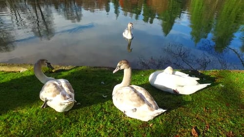 Flock of Swan Having a Rest by Lake