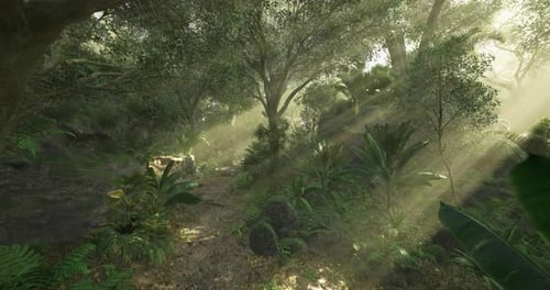 Lush Tropical Forest Path with Sunbeams Background